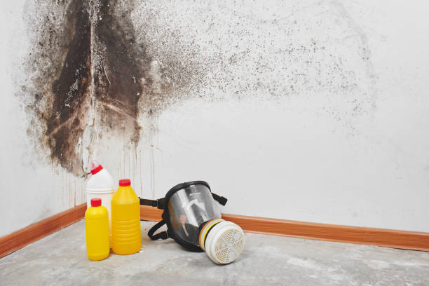 Why You Should Choose Our Mold Remediation Services in The Plains, OH