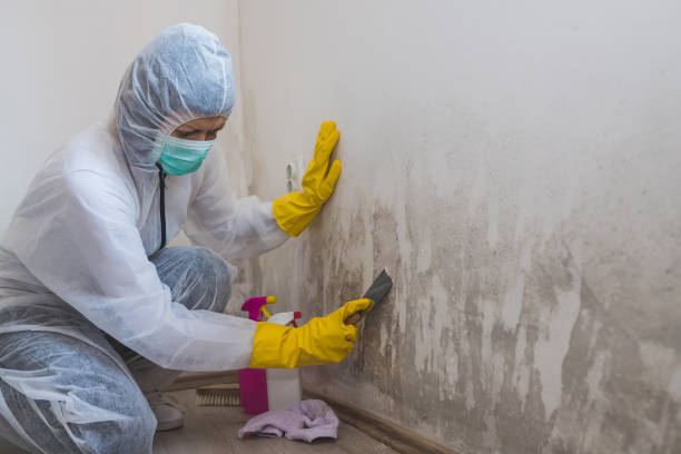 Best Forensic Mold Investigation  in The Plains, OH