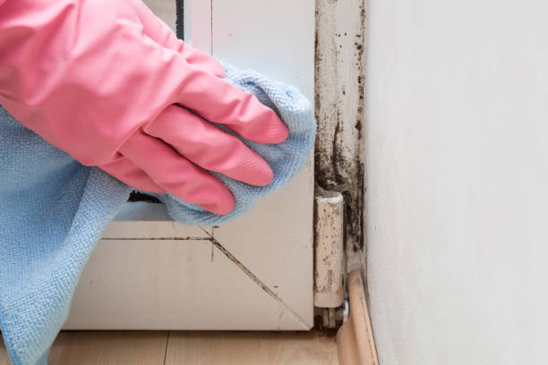 Best Mold Remediation for Rental Properties  in The Plains, OH